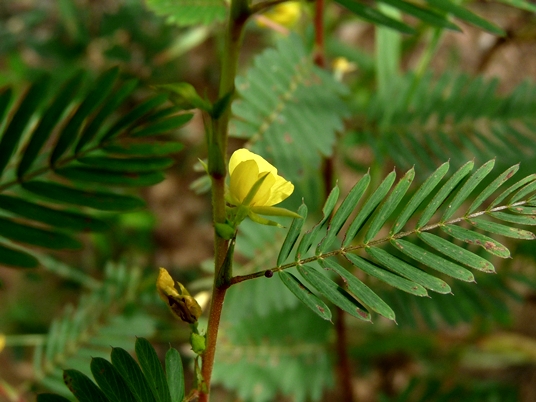 {Chamaecrista nictitans}